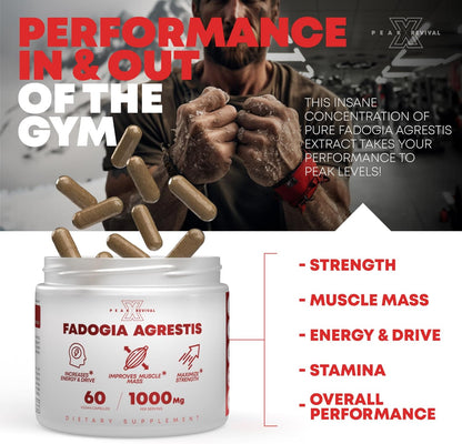 Fadogia Agrestis - Natural Testosterone Booster
